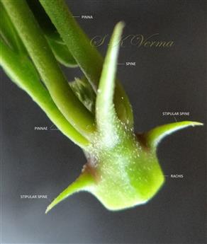 Leaf-basal part